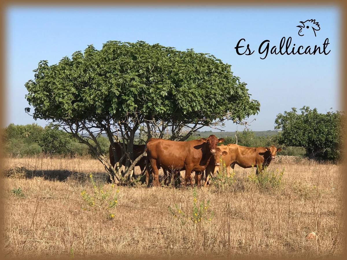 Agroturismo Es Gallicant Campos  Eksteriør bilde